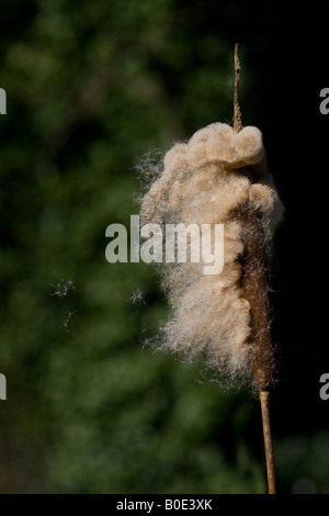 Giunco di palude (Typha latifolia) seedhead mostra semi essendo dispersa dal vento. Foto Stock