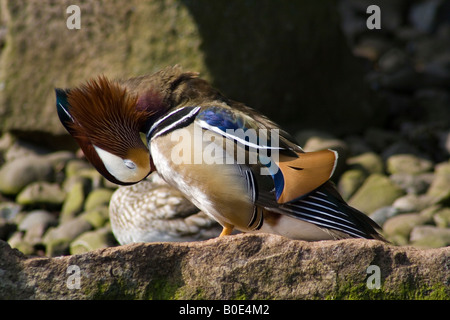 Anatra di mandarino (Aix Galericulata) in piedi su una roccia preening, a Martin mera Wetland Centre (WWT) in Wigan Greater Manchester, Lancashire. Foto Stock