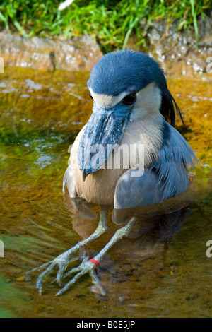 Balena Shoebill intitolata Stork Balaeniceps rex in insolita posizione di seduta Foto Stock