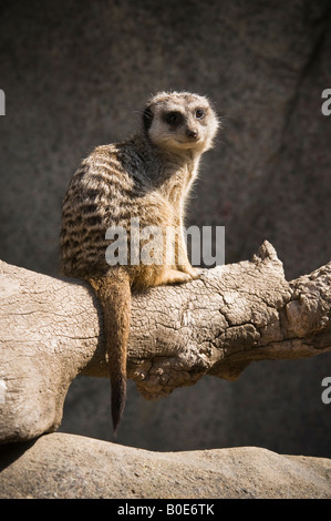 Una seduta meerkat e guardando sopra la spalla Foto Stock