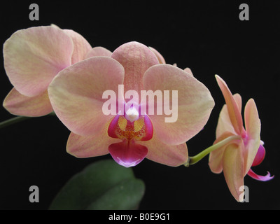 Phaleanopsis Ph. Scarlet Obrunzer x caleidoscopio 'Melon' Foto Stock