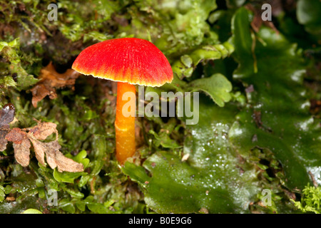 Red toadstool crescente tra epatiche sul pavimento cloudforest in western Ecuador Foto Stock