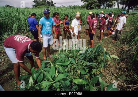 Remota foresta pluviale comunità scarico albero della foresta pluviale piantine per reafforest un area di deforestazione in Amazzonia varzea Foto Stock