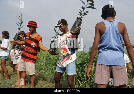 Remota foresta pluviale comunità scarico albero della foresta pluviale piantine per reafforest un area di deforestazione in Amazzonia varzea Foto Stock