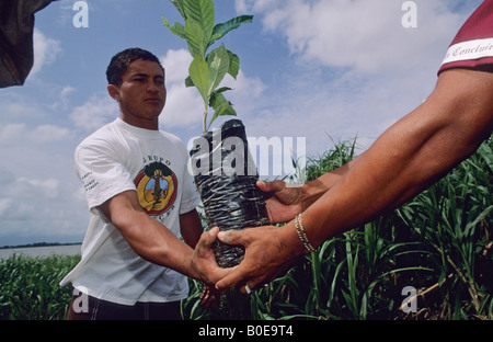 Remota foresta pluviale comunità scarico albero della foresta pluviale piantine per reafforest un area di deforestazione in Amazzonia varzea Foto Stock