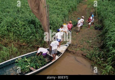 Remota foresta pluviale comunità scarico albero della foresta pluviale piantine per reafforest un area di deforestazione in Amazzonia varzea Foto Stock