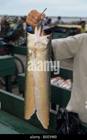 Pesce Amazonian dalla foresta allagata varzea in vendita a Santarem fishmarket sul fiume Rio delle Amazzoni in Brasile Foto Stock