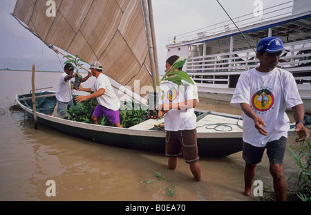 La popolazione locale di scarico le piantine di alberi di reimpianto area di disboscamento da piccole barche a vela, la foresta pluviale amazzonica vicino Santare Foto Stock