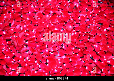Petali di rosa Foto Stock