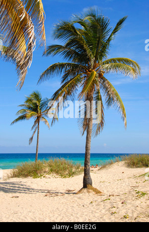 Palme sulla playa del este beach havana cuba Foto Stock