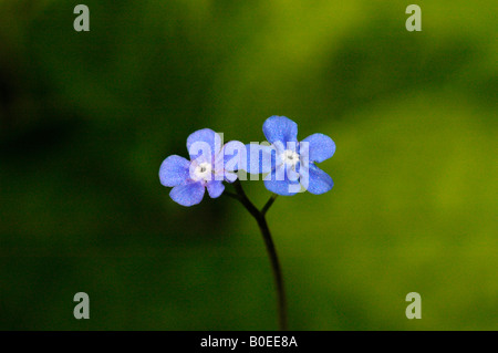 Legno di fioritura dimenticare -me-non. ( Myosotis sylvatica) Foto Stock