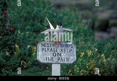 Arctic Tern (sterna paradisaea) appollaiato sul segno - Gran Bretagna Foto Stock