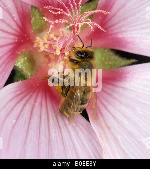 Honey Bee Apis mellifera visitando una rosa Lavatera flower Foto Stock