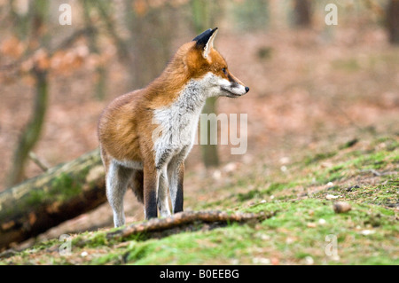Red Fox (Vulpes vulpes vulpes) Foto Stock