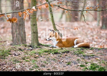 Red Fox (Vulpes vulpes vulpes) Foto Stock
