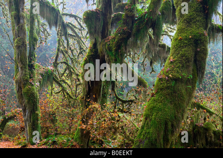 Club moss su grandi foglie di acero in autunno, il Parco Nazionale di Olympic, Washington Foto Stock