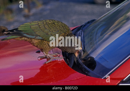 Kea (Nestor notabilis) Isola del Sud della Nuova Zelanda - roditura su gomma Foto Stock