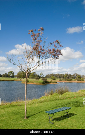 Un singolo albero in autunno e banco solitario davanti un lago presso il birrificio di bootleg nella Regione di Margaret River dell Australia Occidentale Foto Stock