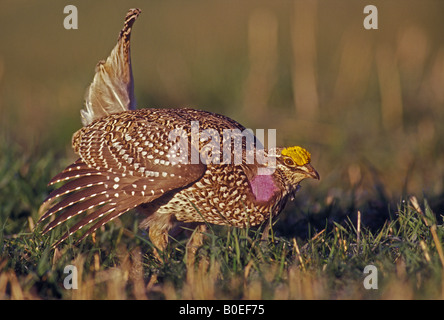 Sharp-tailed Grouse (Tympanuchus phasianellus) - Colorado Foto Stock