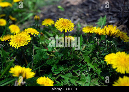 Tarassaco patch. Presa a metà primavera su un nuvoloso giorno. Foto Stock