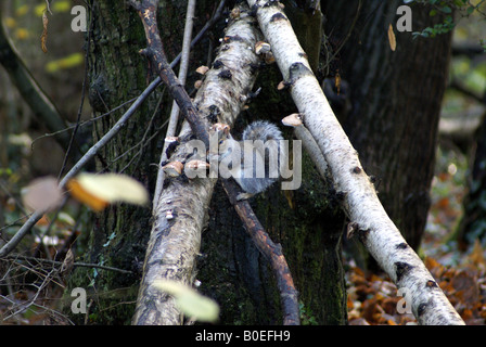 Scoiattolo grigio (grigio) mangiare funghi Foto Stock