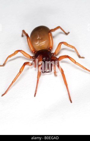 La woodlouse spider Dysdera crocata è una specie di ragno che prede esclusivamente su woodlice Foto Stock