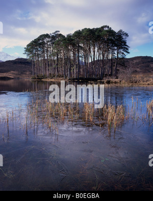 Gli alberi di pino, Pinus sylvestris su un isola in Loch Eilt, Lochaber, Scotland, Regno Unito. Foto Stock