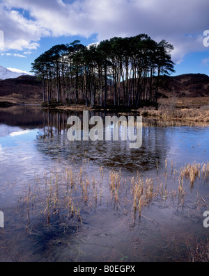 Gli alberi di pino, Pinus sylvestris su un isola in Loch Eilt, Lochaber, Scotland, Regno Unito. Foto Stock