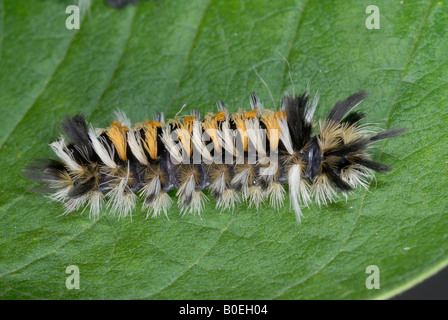 Euchaetes egle il milkweed tussock caterpillar o milkweed tiger moth è una falena nella famiglia Arctiidae Foto Stock