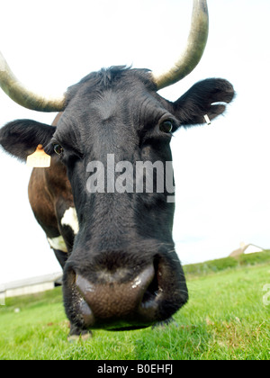 Testa di mucca vicino e ampia Foto Stock