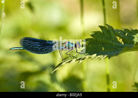 Belle demoiselle (Calopteryx virgo) Foto Stock