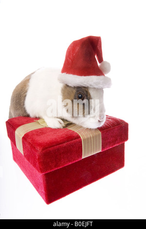 Natale coniglietto olandese coniglio indossando Santa hat sulla confezione regalo isolato su sfondo bianco Foto Stock