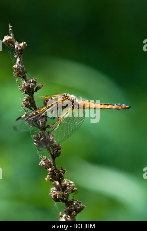 Scarsa chaser dragonfly (maschio) (Libellula fulva) Foto Stock