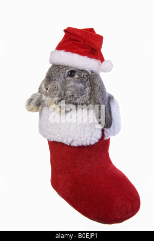 Grigio orecchio lop bunny coniglio in Christmas Santa boot indossando hat isolati su sfondo bianco Foto Stock