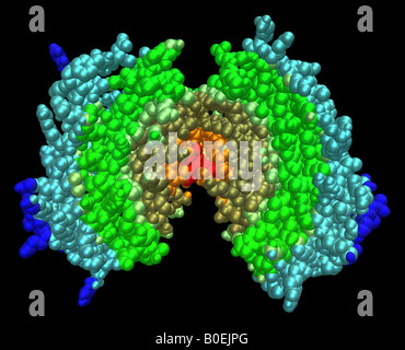 Generata al computer modello molecolare che mostra la struttura di cristallo di interferone umano beta Foto Stock