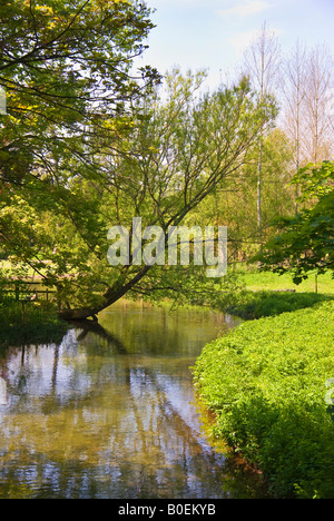 Fiume Kennet a Manton vicino a Marlborough Wiltshire, Inghilterra UK UE in primavera Foto Stock