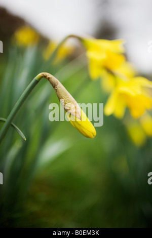 Daffodil Oxfordshire, Regno Unito Foto Stock