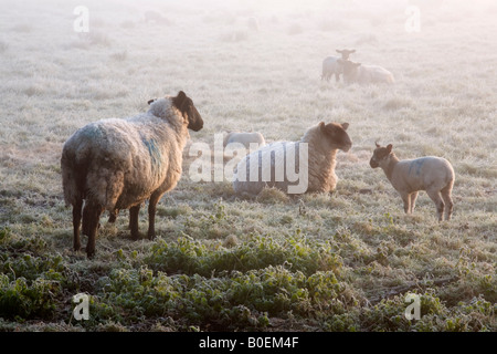 Pecore e agnelli a molla sui livelli di Somerset Foto Stock