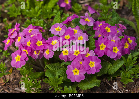 Fiori viola Primavera vista dall'alto nessuno sfondo sfondo la primavera è finalmente arrivata qui ad alta risoluzione Foto Stock