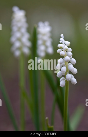 White Grape Hyacinth Muscari armeniacum fiori su sfondo sfocato Vista frontale primo piano nessuno verticale in Ohio Stati Uniti alta risoluzione Foto Stock