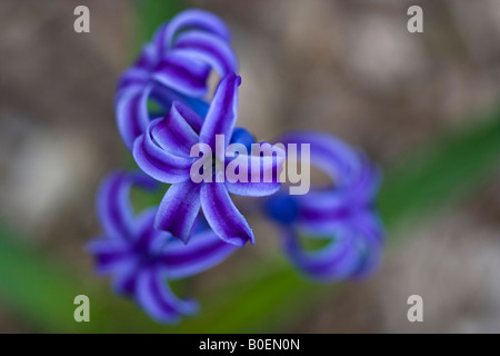 Giacinto viola Hyacinthus orientalis un fiore bellissimo immagini foto fotografia primo piano orizzontale negli USA US ad alta risoluzione Foto Stock
