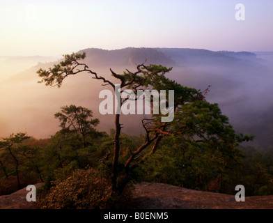 Sunrise attraverso la nebbia Foto Stock