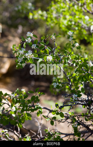 Utah serviceberry Amelanchier utahensis con fiori di colore bianco e verde lascia il Parco Nazionale di Mesa Verde nei pressi di Cortez Colorado Foto Stock