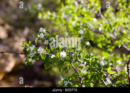 Utah serviceberry Amelanchier utahensis con fiori di colore bianco e verde lascia il Parco Nazionale di Mesa Verde nei pressi di Cortez Colorado Foto Stock