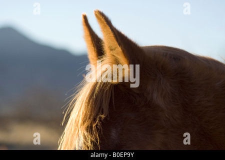 Il Sorrel horse le orecchie, Arizona, Stati Uniti d'America Foto Stock