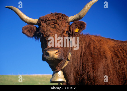 Mucca con una campana e le corna Foto Stock