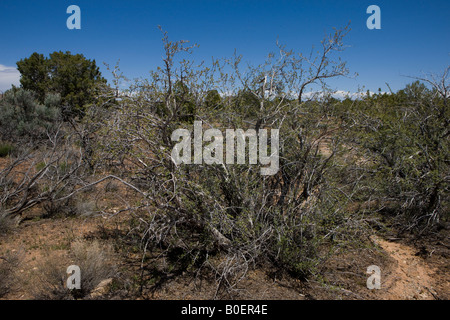 Mexican Cliff Rose Tridentata mexicana Hovenweep National Monument Colorado e Utah Foto Stock