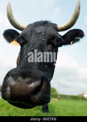 B0025P 0048 Foto Stock