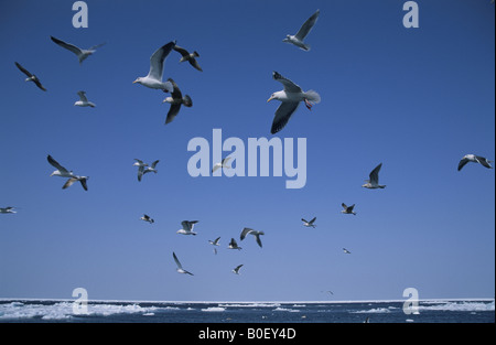 Il Sea Gull In Shiretoko Foto Stock