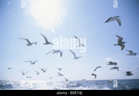 Il Sea Gull In Shiretoko Foto Stock